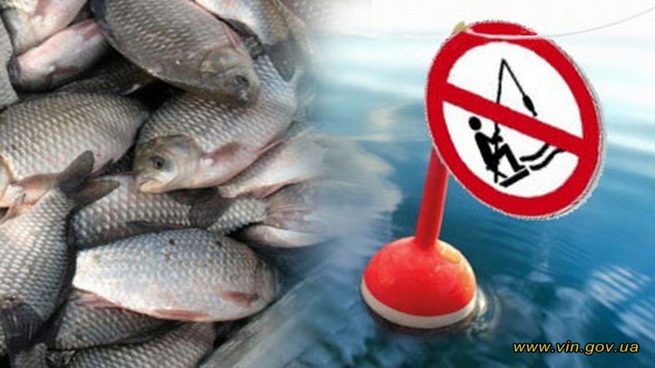 Нерестовый запрет 24 года. В связи началом нереста ловля рыбы запрещена. Минсельхоз нерестовый запрет 2023 Челябинская область. Картинка про запрет рыбной ловли во время нереста.