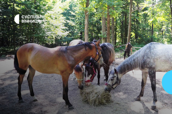 Історія врятованих коней — у міжрегіональному марафоні «Суспільне. Спротив»